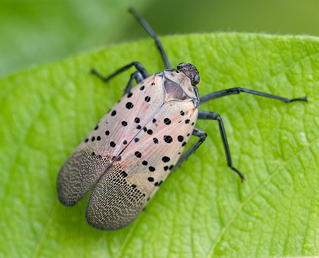 2023-08-22 - Spotted_lanternfly_in_BBG_(42972)